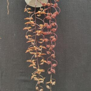 Gongora Galequindon - Plante adulte