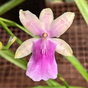Miltonia x  binotii