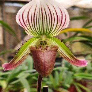 Paphiopedilum callosum