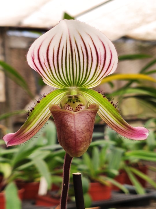 Paphiopedilum callosum