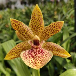 propetalum Golden Bay