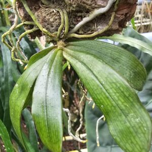 Aerangis biloba