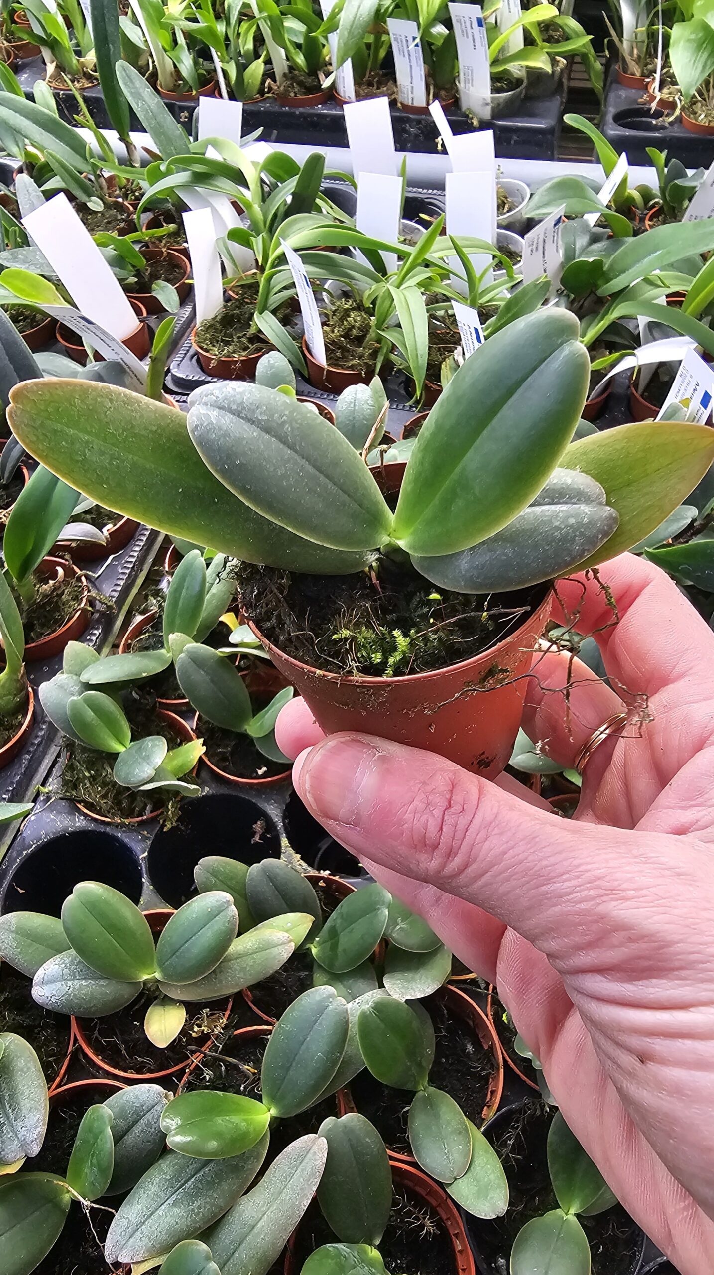 Aerangis fastuosa – Image 2