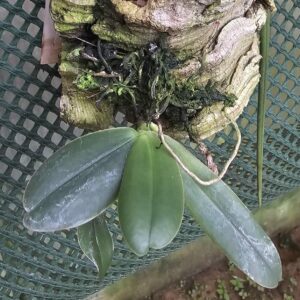 Aerangis fastuosa