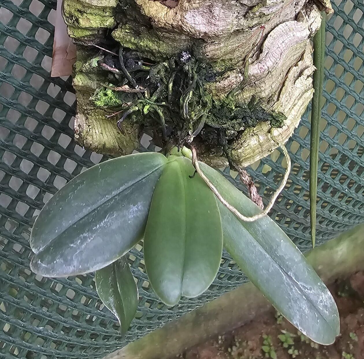 Aerangis fastuosa