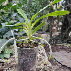 Aerides inflexa