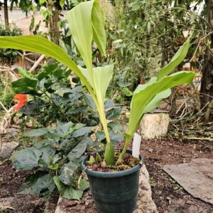 Angulocaste (Anguloa clowesii x Lycaste dowiana)