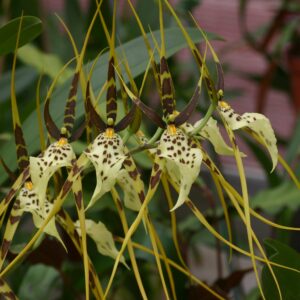 Orchidées hybrides