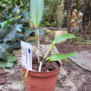 Cattleya Hardyana