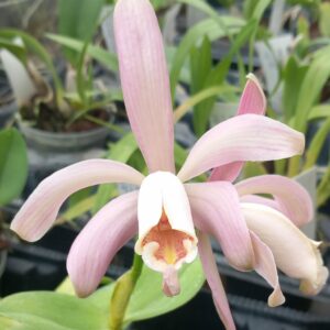 Fleur du Cattleya forbesii Rosada Do Caliman