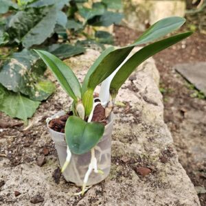Jeune plant de Cattleya Rutherford