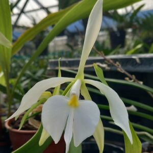 Epidendrum falcatum