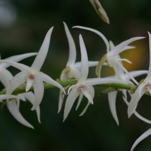 Eria javanica