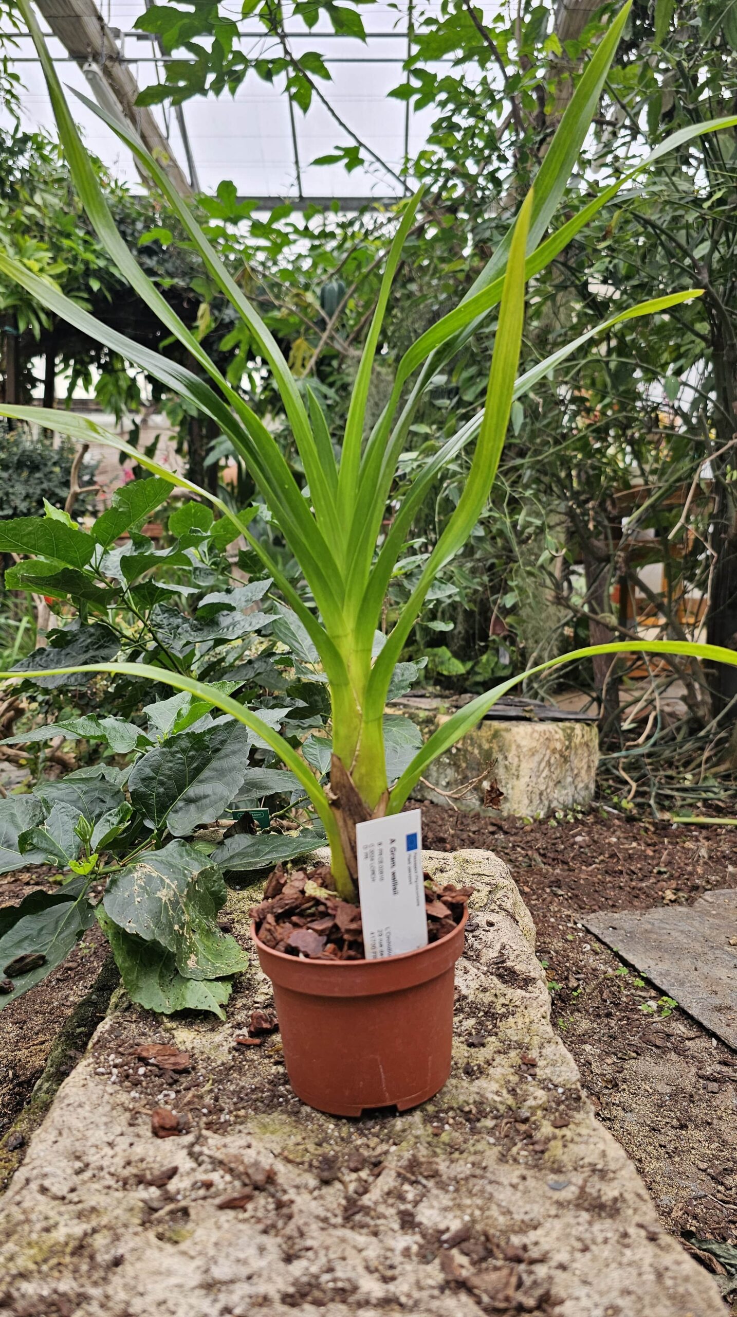 Grammatophyllum wallisii
