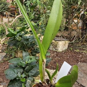 Plant de Laelia purpurata rubra 'Toni' x 'Chasley'