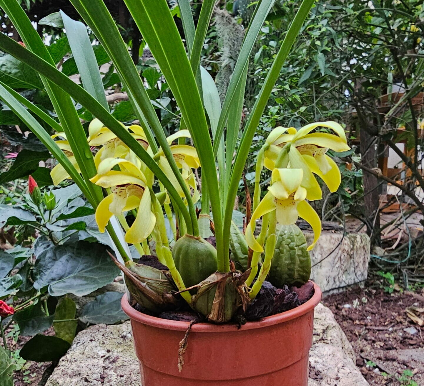 Maxillaria porphyrostele
