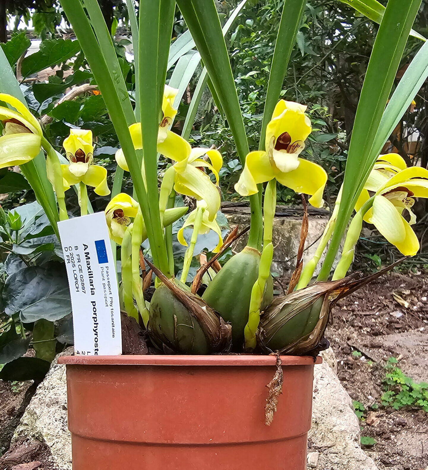 Maxillaria porphyrostele