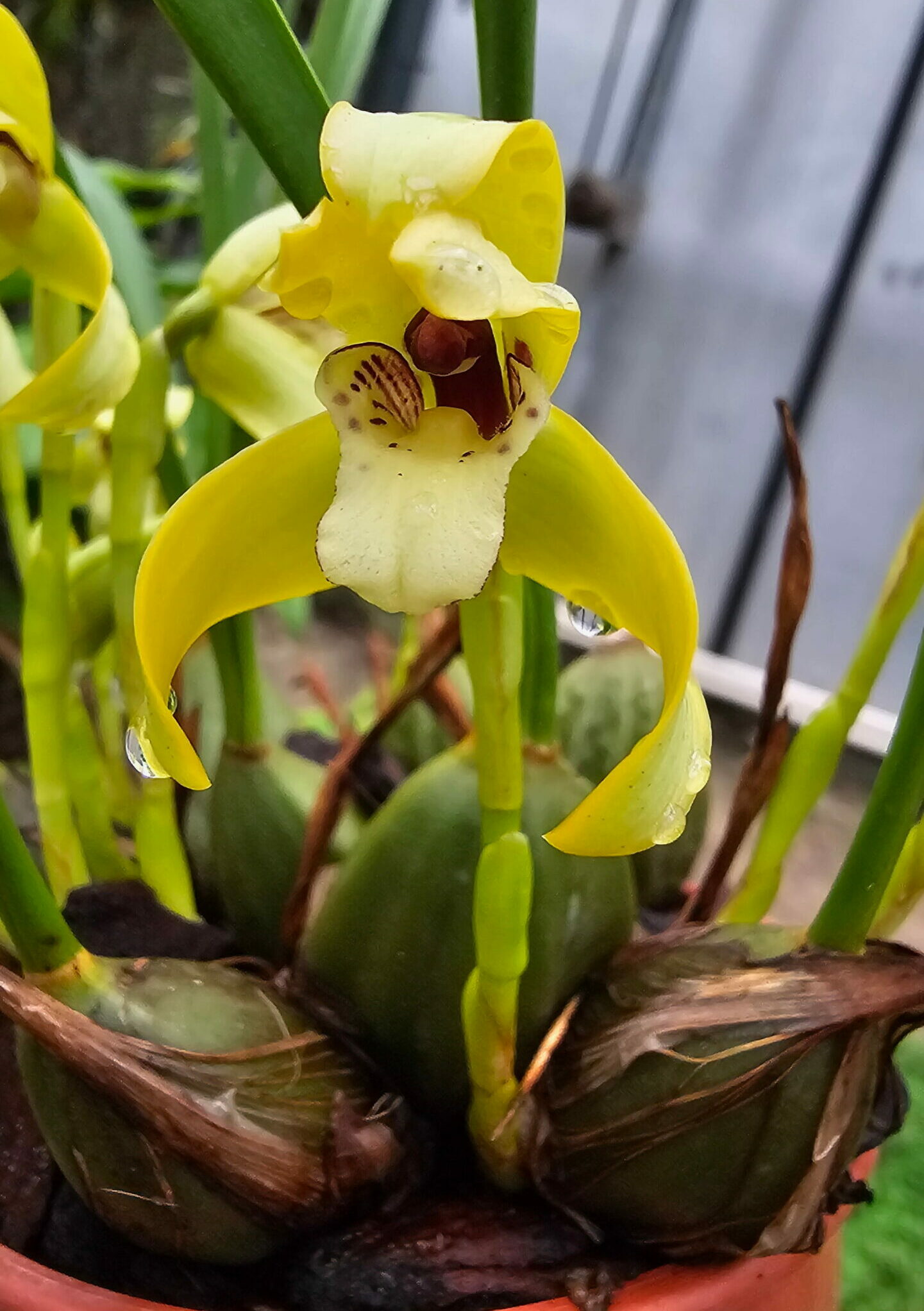 Maxillaria porphyrostele