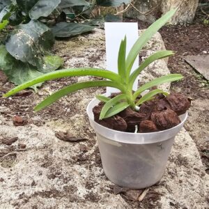Vanda cristata x Ascocentrum ampullaceum aurantiacum