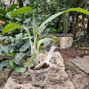 Catasetum Greg Scott