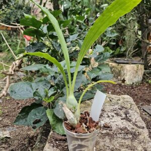 catasetum orchidglade davie ranches