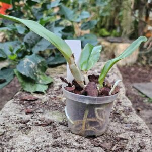 Cattleya Joy Sander