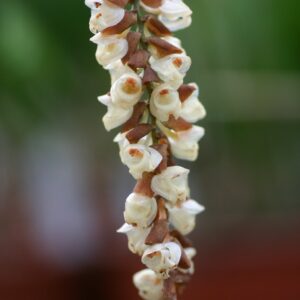 Coelogyne imbricata