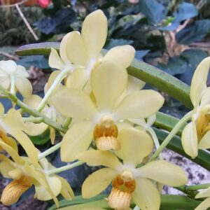 Fleur Holcostyllis Ms Sunlight x Ascocentrum aurantiacum
