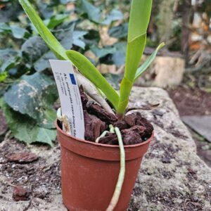 Laelia purpurata var.Roxo-Bispo 'Sao Jorge' x '#1' - Plante de taille à fleurir dans 1 an