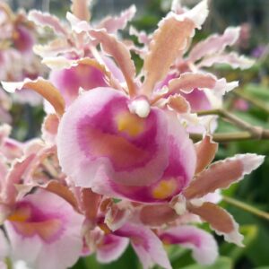 fleur Miltonia warszewiczii