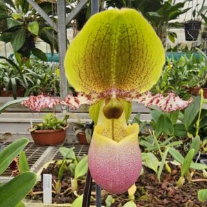 Paphiopedilum Pinocchio