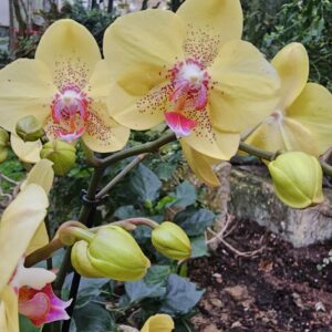 Phalaenopsis Dragon