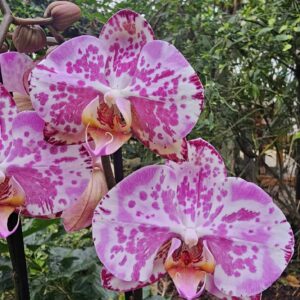 Phalaenopsis Ismaeli
