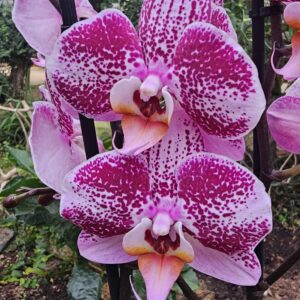 Phalaenopsis Kahlo