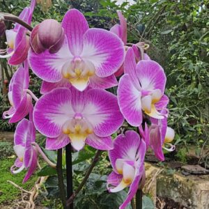Phalaenopsis Split