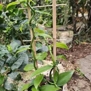 Orchidée vanille