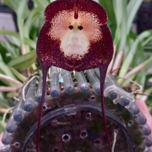 Dracula simia fleur