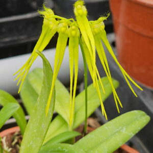 Bulbophyllum pecten-veneris-var.-flaviflorum