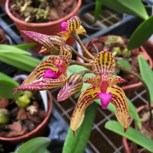 Bulbophyllum violaceolabellum x wendlandianum