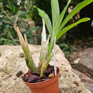 Catasetum Miguel Monsivais Rare Earth Orchids AM AOS