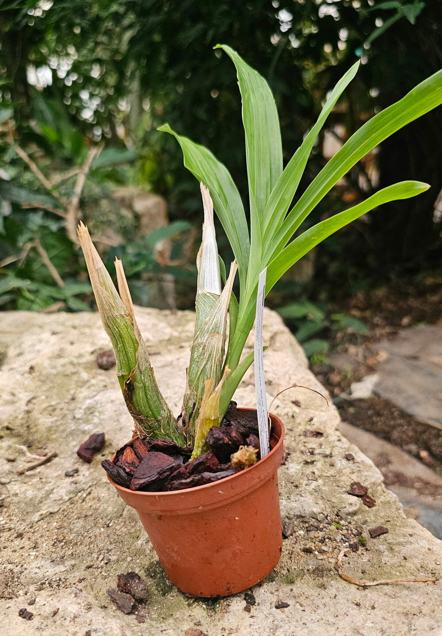 Catasetum Miguel Monsivais Rare Earth Orchids AM AOS