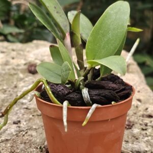 Cattleya Peckaviensis