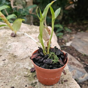 Dendrobium platygastrium