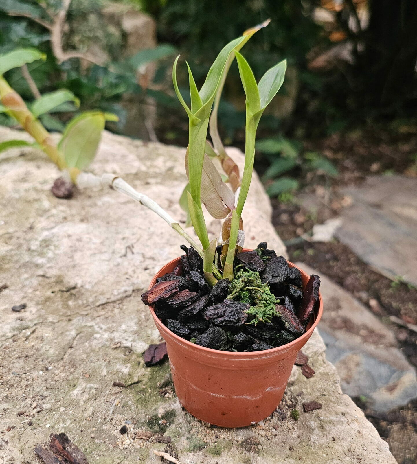 Dendrobium platygastrium