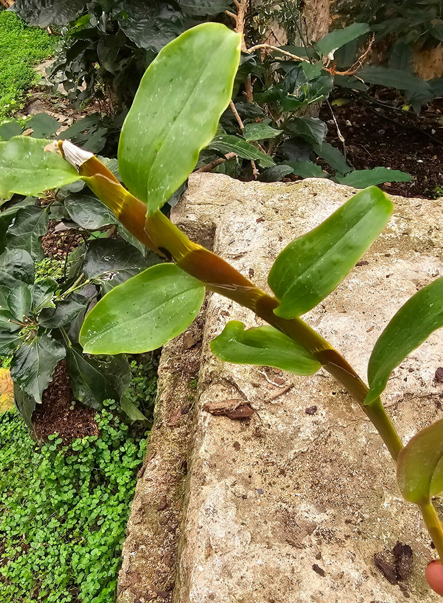 Dendrobium platygastrium