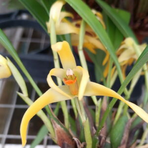 Maxillaria weberbaueri