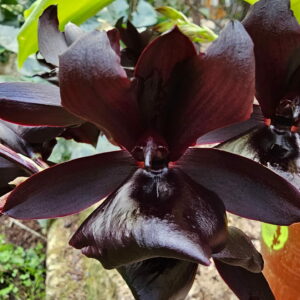 Monnierara Millennium Magic Witchcraft FCC/AOS