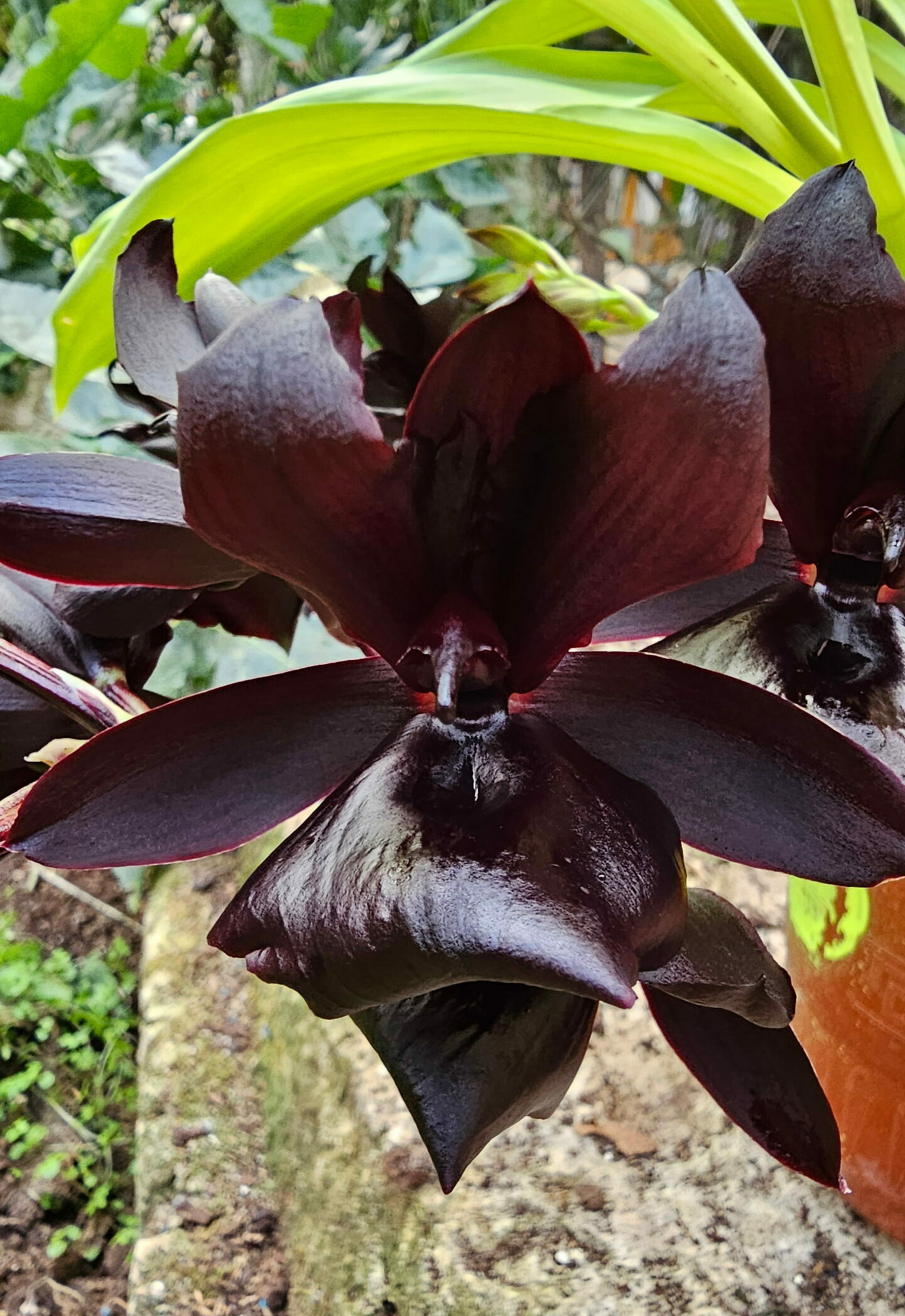 Monnierara Millennium Magic Witchcraft FCC/AOS
