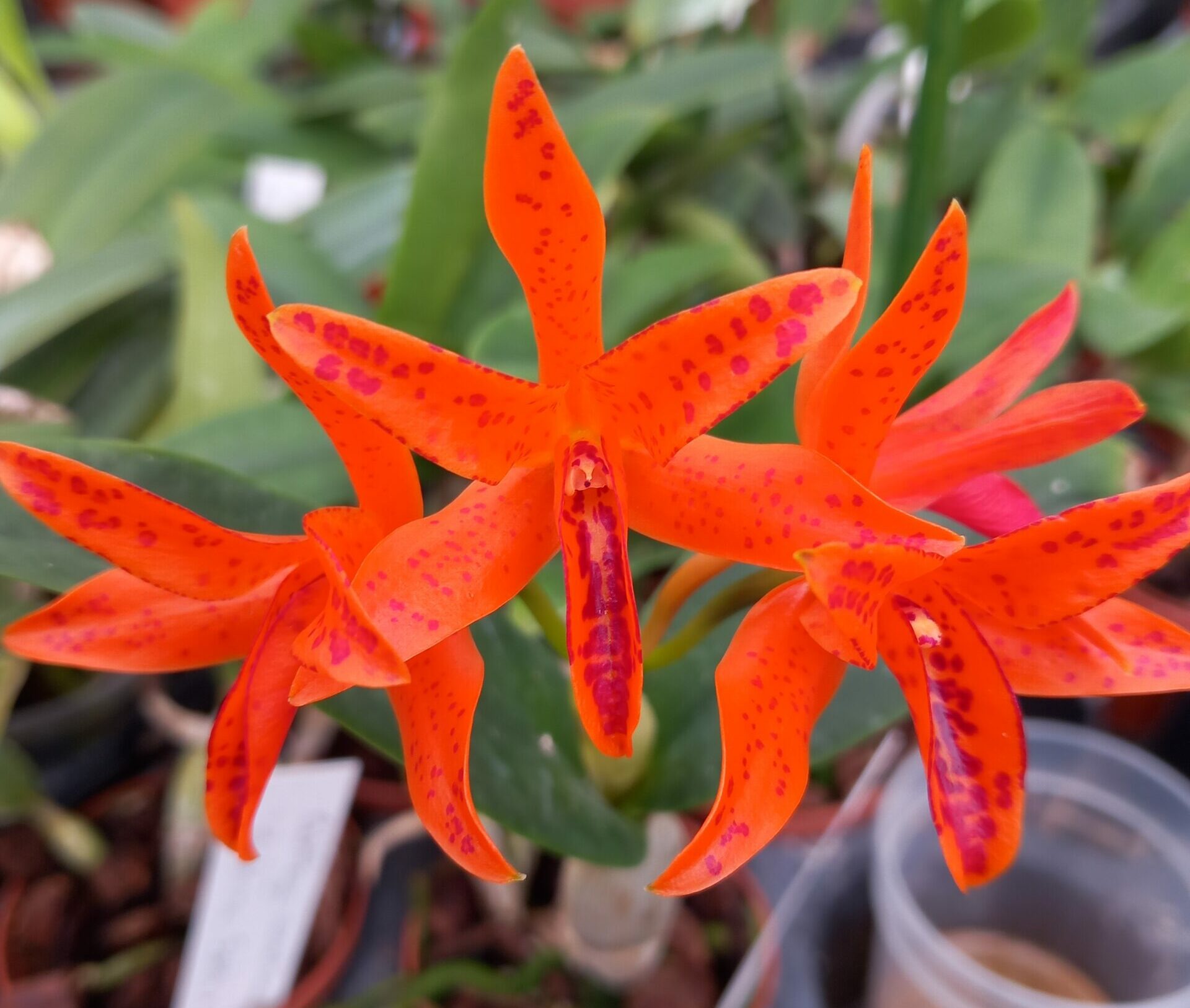 Guarianthe aurantiaca mishima spots