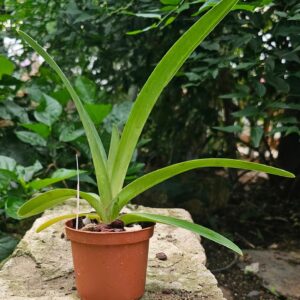 Paphiopedilum druryi